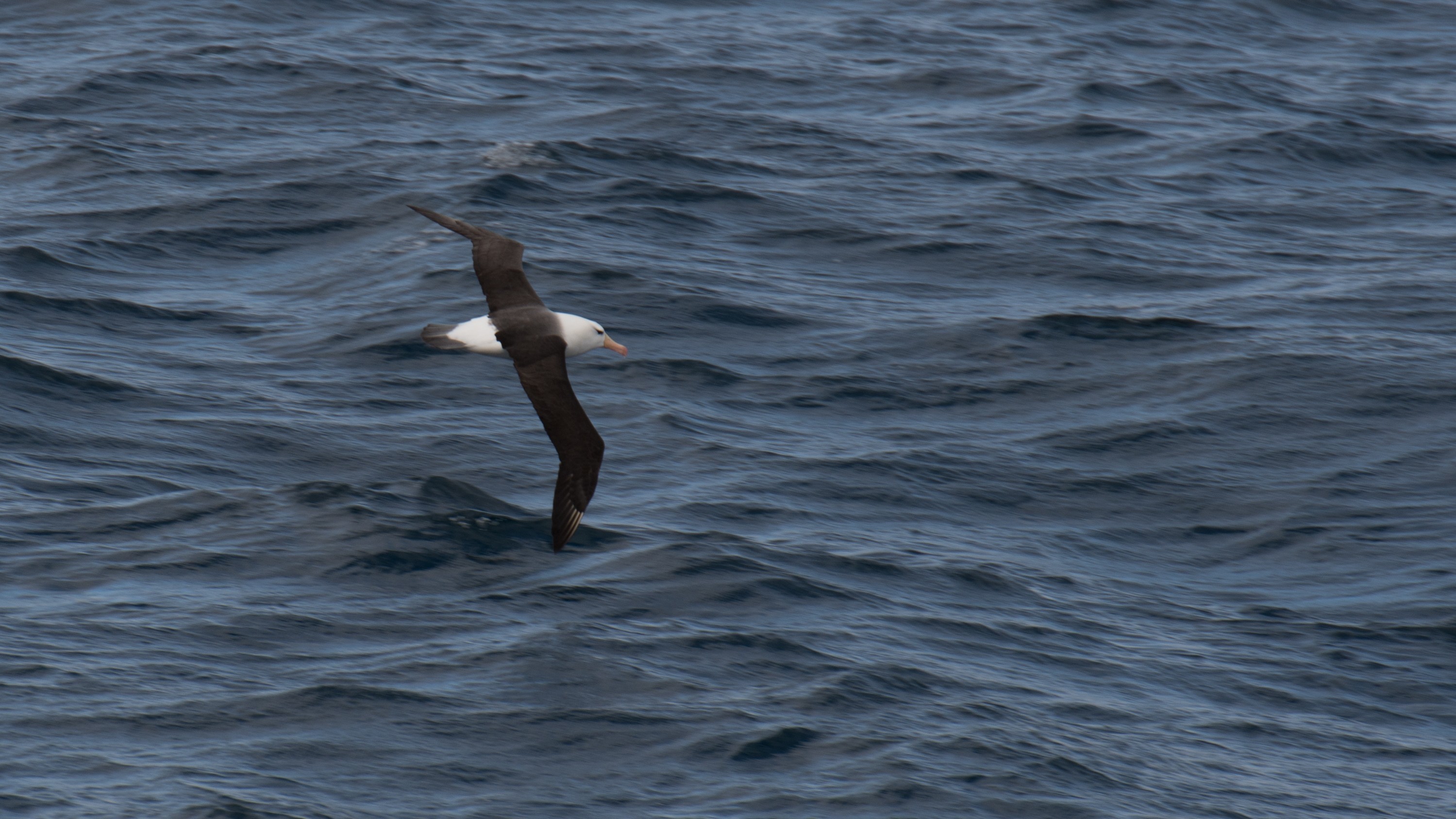 Albatros à sourcils noirs