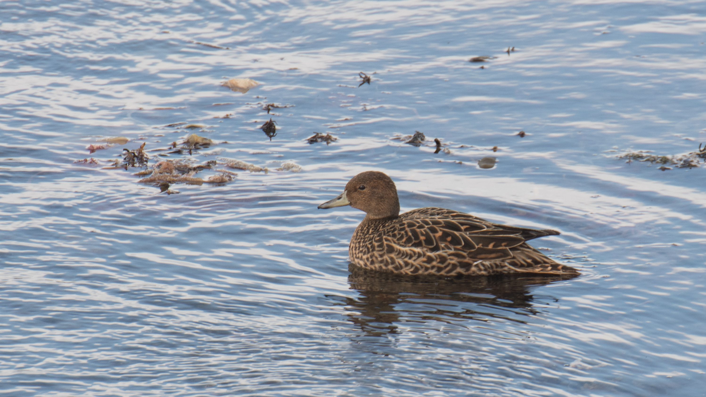 Canard d'Eaton