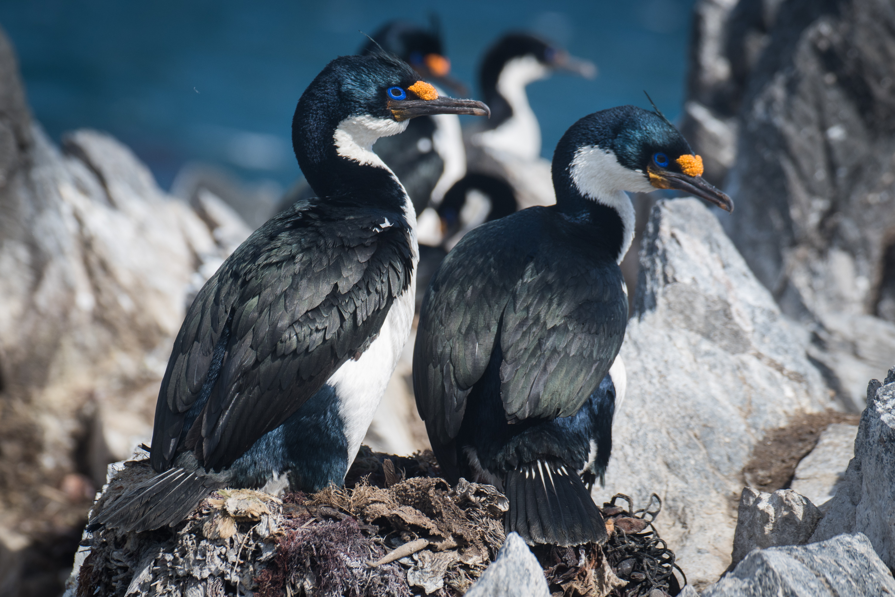 Cormoran des Kerguelen