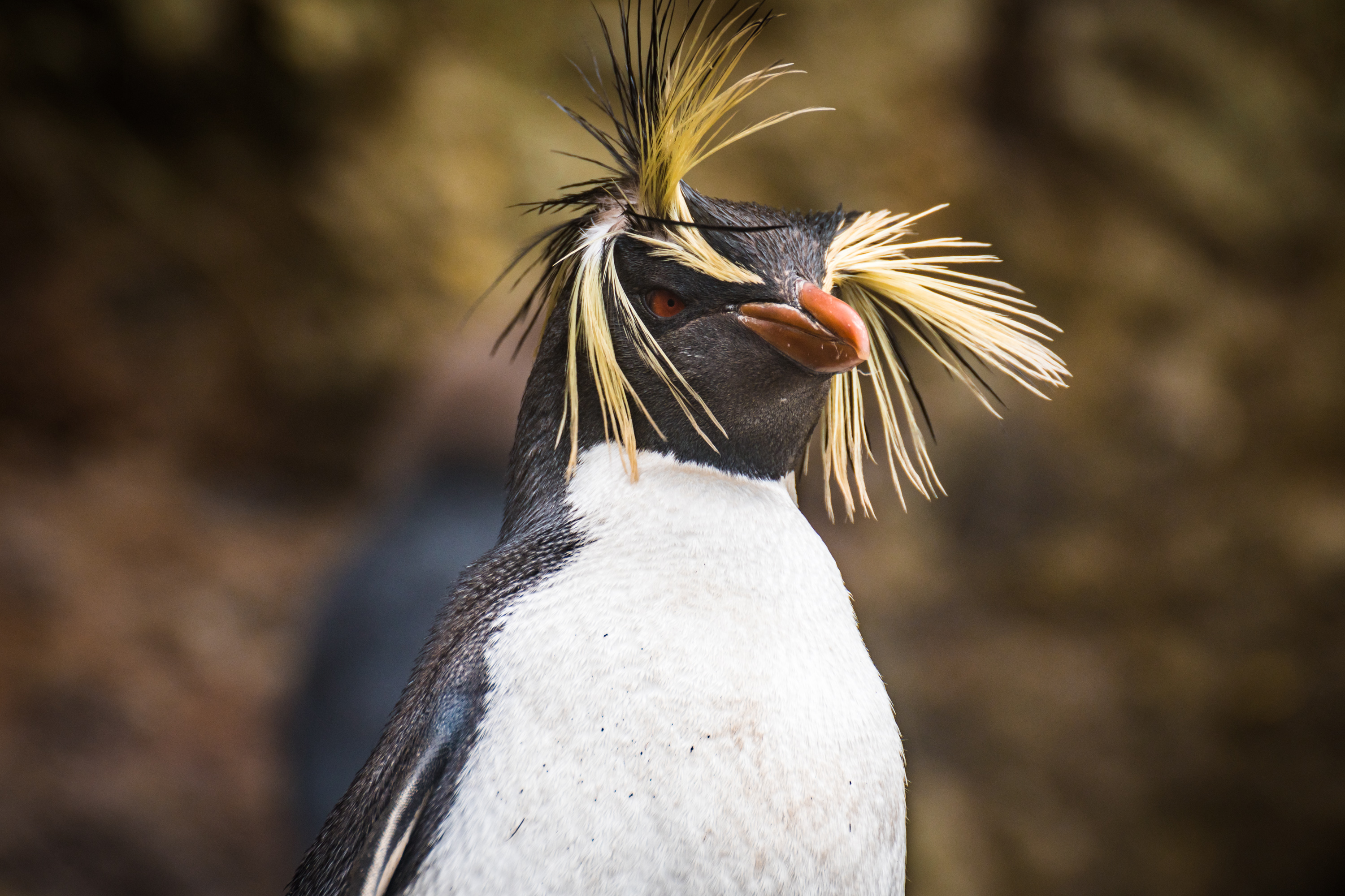 Gorfou sauteur subantarctique