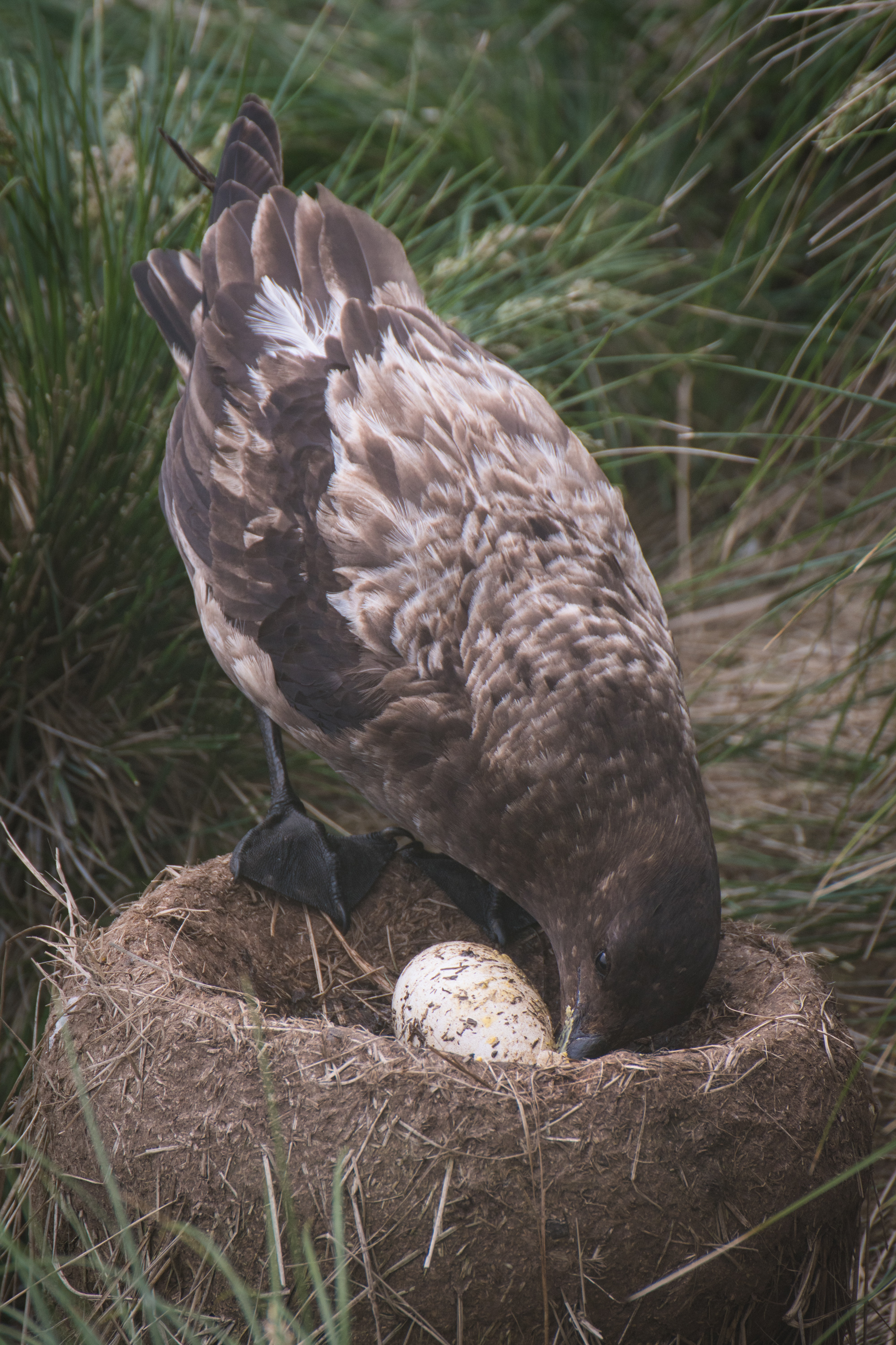 Skua subantarctique